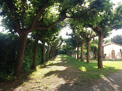 Camino entre árboles en el jardín de la casa de retiros