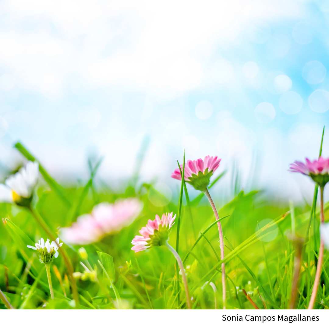 primavera flores en el campo